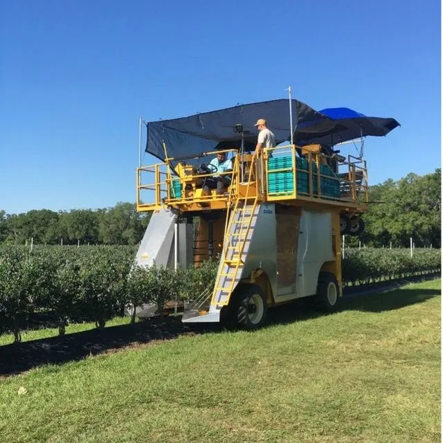 thumbnail for publication: Preparing a Southern Highbush Blueberry Field for Machine Harvesting